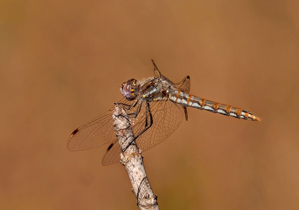 Variegated Medowhawk - female sympetrum corruptum  Geotagged,Summer,Sympetrum corruptum,United States,Variegated meadowhawk,dragonflies