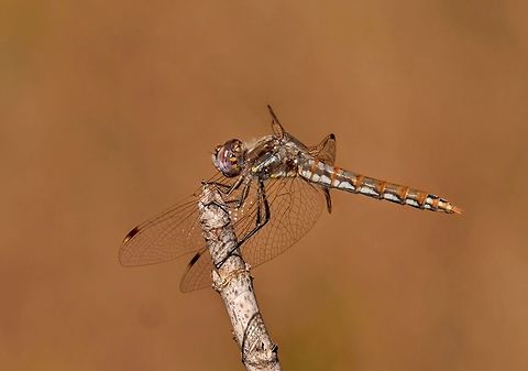 Variegated Medowhawk - female sympetrum corruptum  Geotagged,Summer,Sympetrum corruptum,United States,Variegated meadowhawk,dragonflies
