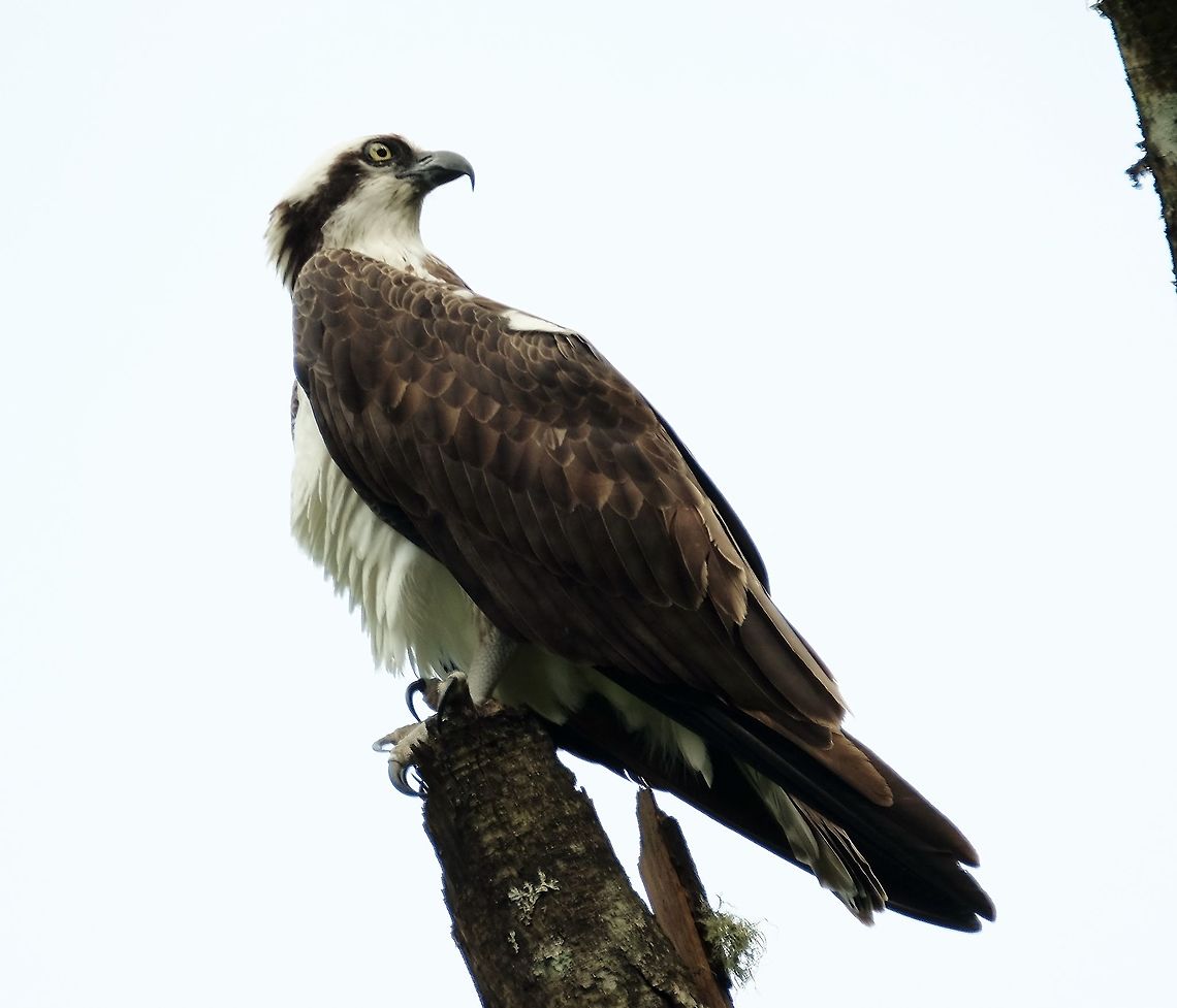 Osprey  Bird of prey,Geotagged,Osprey,Pandion haliaetus,Spring,United States