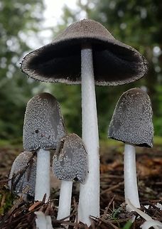 Hare,s foot Inkcap  Coprinopsis lagopus,Geotagged,Spring,United States,Wildmushrooms