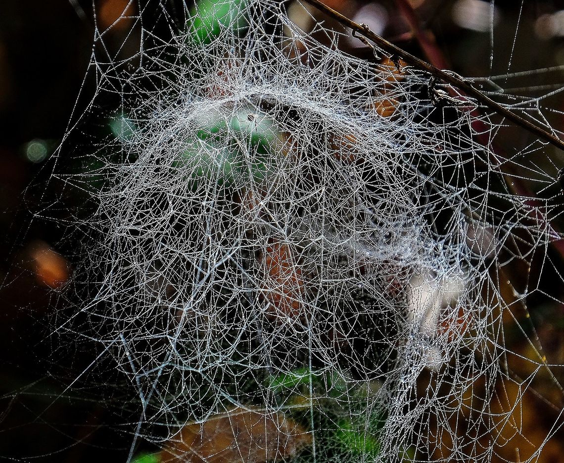 Spider architekt Unknown Spider Fall,Geotagged,Spider Web,United States