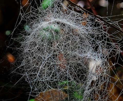 Spider architekt Unknown Spider Fall,Geotagged,Spider Web,United States