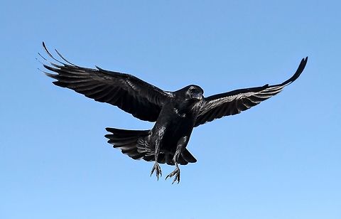 Common Raven Corvus Corax Birds,Common Raven,Corvus corax,Fall,Geotagged,United States