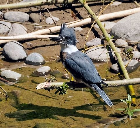 Belted Kingfisher  Belted kingfisher,Bird,Geotagged,Megaceryle alcyon,Summer,United States