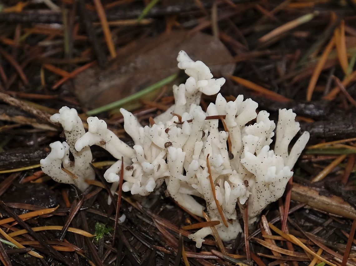 Wrinkled coral fungus  Clavulina rugosa,Fall,Geotagged,United States,Wildmushrooms,Wrinkled coral fungus