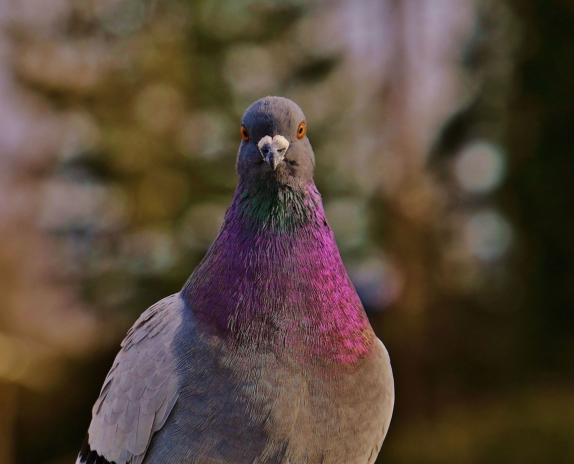 Rock Dove Columbia livia Columba livia,Dove,Geotagged,Rock dove,United States,Winter