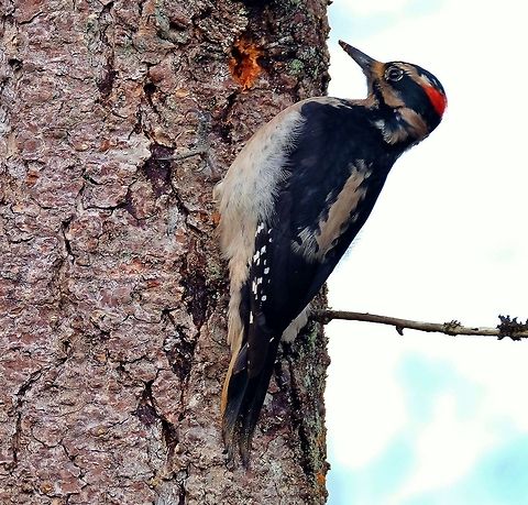 Hairy Woodpecker  Geotagged,Hairy Woodpecker,Hairy woodpecker,Leuconotopicus villosus,Picoides villosus,United States,Winter,Woodpecker