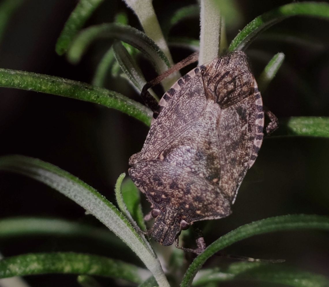 Brown Mamorated Stink Bug  Brown marmorated stink bug,Geotagged,Halyomorpha halys,United States,Winter,bug