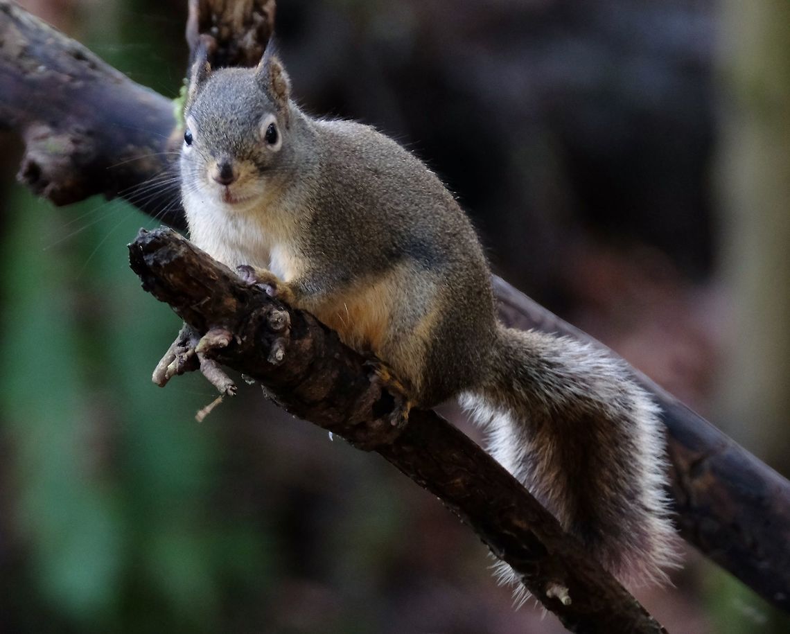 Douglas Squirrel  Douglas squirrel,Geotagged,Rodents.,Tamiasciurus douglasii,United States,Winter