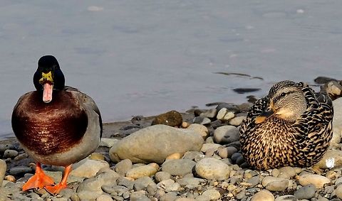 Quack Mallard Anas platyrhynchos,Geotagged,Mallard,United States,Winter,duck