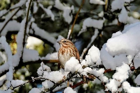 Song Sparrow  Geotagged,Melospiza melodia,Song Sparrow,Sparrow,United States,Winter