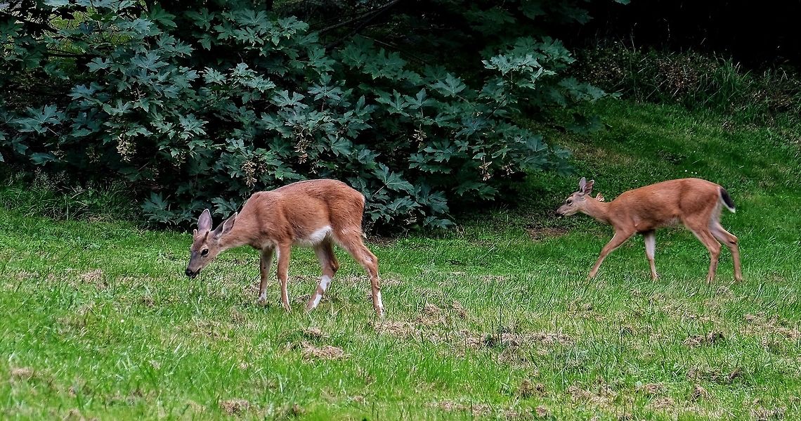 Black-tailed deer  Black-tailed deer,Deer,Geotagged,Odocoileus hemionus columbianus,Summer,United States