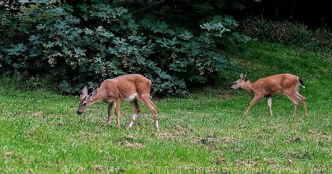 Black-tailed deer  Black-tailed deer,Deer,Geotagged,Odocoileus hemionus columbianus,Summer,United States