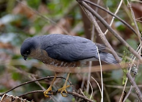 Sharp-Shinned Hawk Adult Accipiter striatus,Bird of prey,Geotagged,Sharp-shinned Hawk,United States,Winter