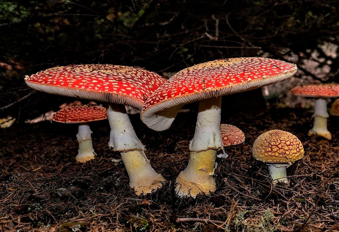 The ballet of the mushrooms. amanita muscaria Amanita muscaria,Fall,Fly agaric,Geotagged,United States,Wildmushrooms