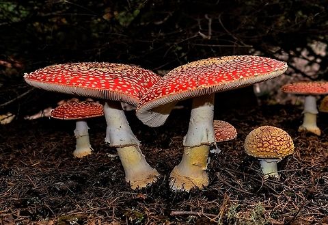 The ballet of the mushrooms. amanita muscaria Amanita muscaria,Fall,Fly agaric,Geotagged,United States,Wildmushrooms