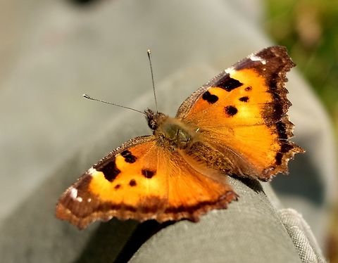 California Tortoiseshell  Butterfly,California tortoiseshell,Geotagged,Nymphalis californica,United States,Winter