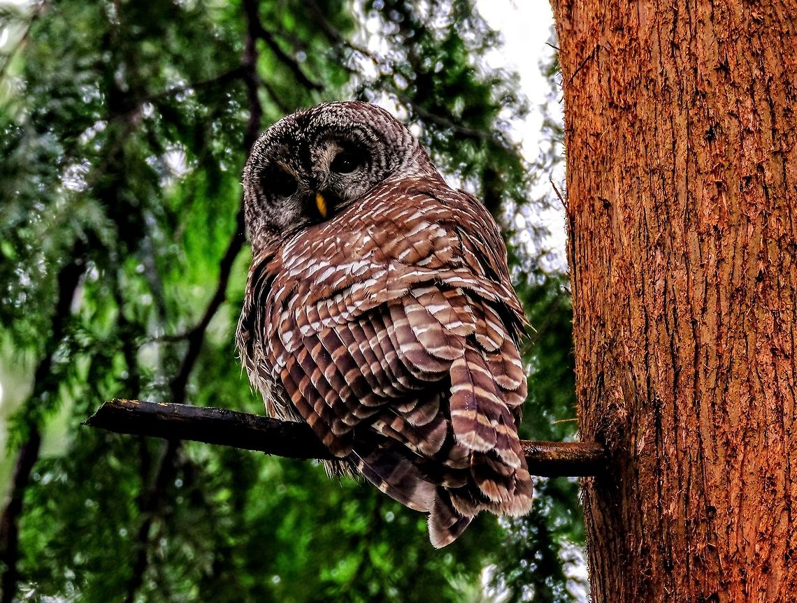 Barred Owl  Barred Owl,Fall,Geotagged,Strix varia,United States,owl