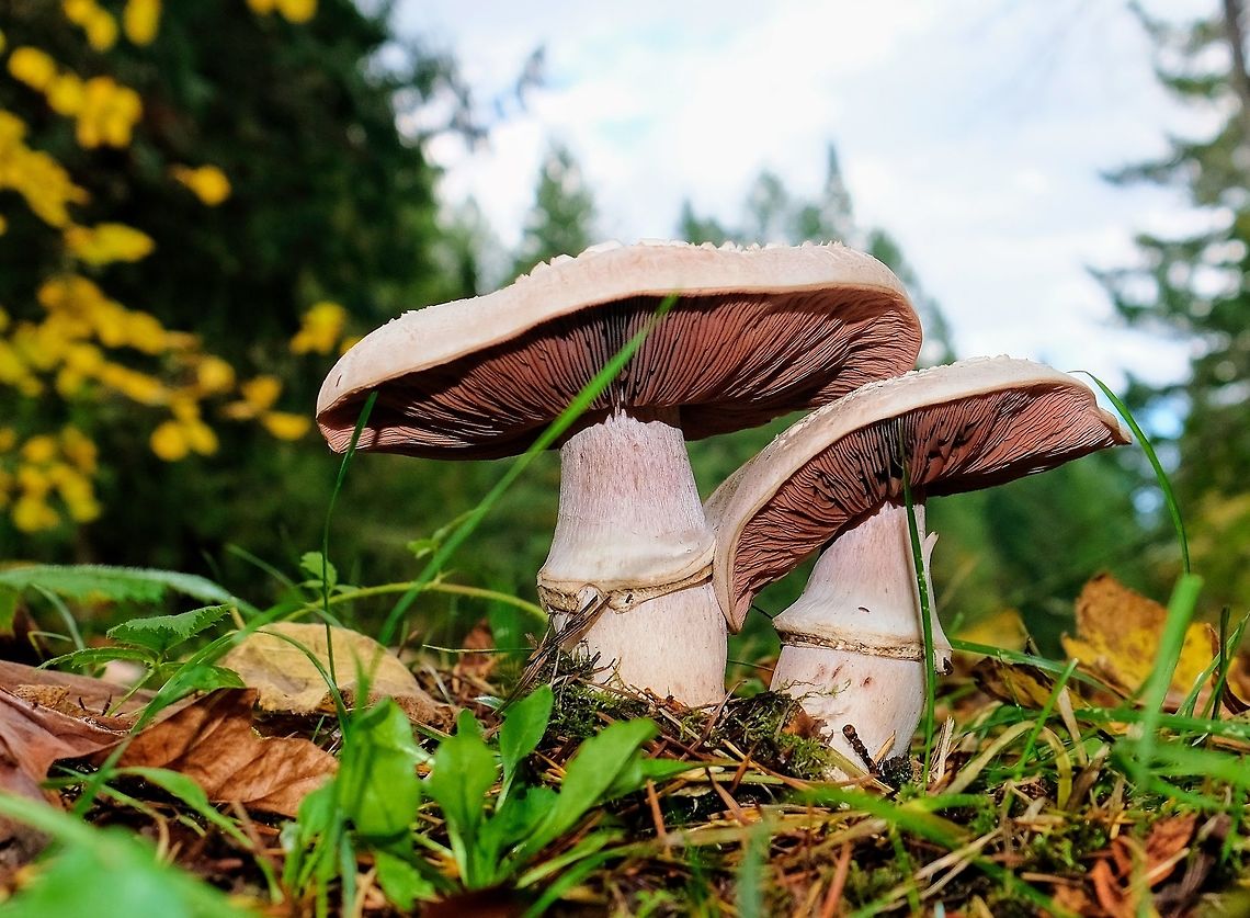 The Western Flat-topped Agaricus  Agaricus praeclaresquamosus,Fall,Geotagged,United States,Western flat-top Agaricus,Wild mushrooms.