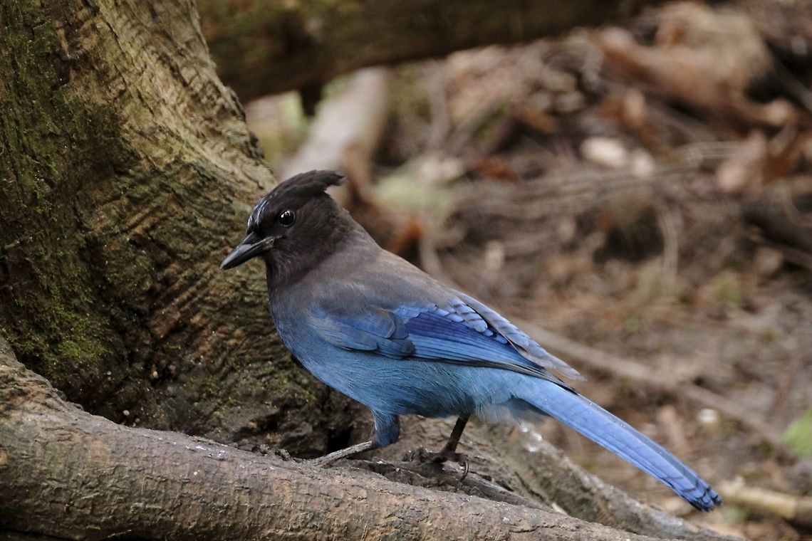 Steller's Jay  Cyanocitta stelleri,Geotagged,Spring,Stellers Jay,Stellers jay,United States