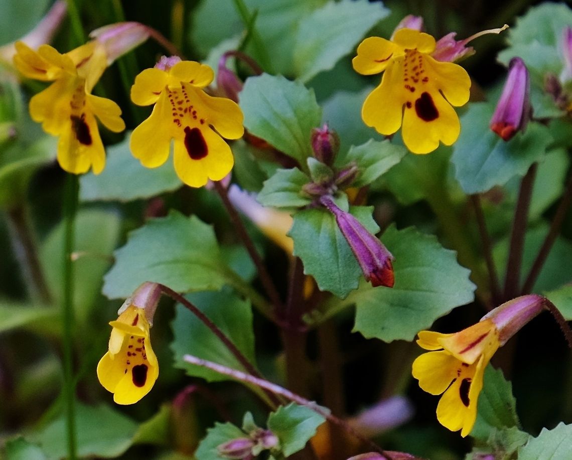 Chickweed Monkey Flower  Erythranthe alsinoides,Geotagged,Spring,United States,monkey flowers
