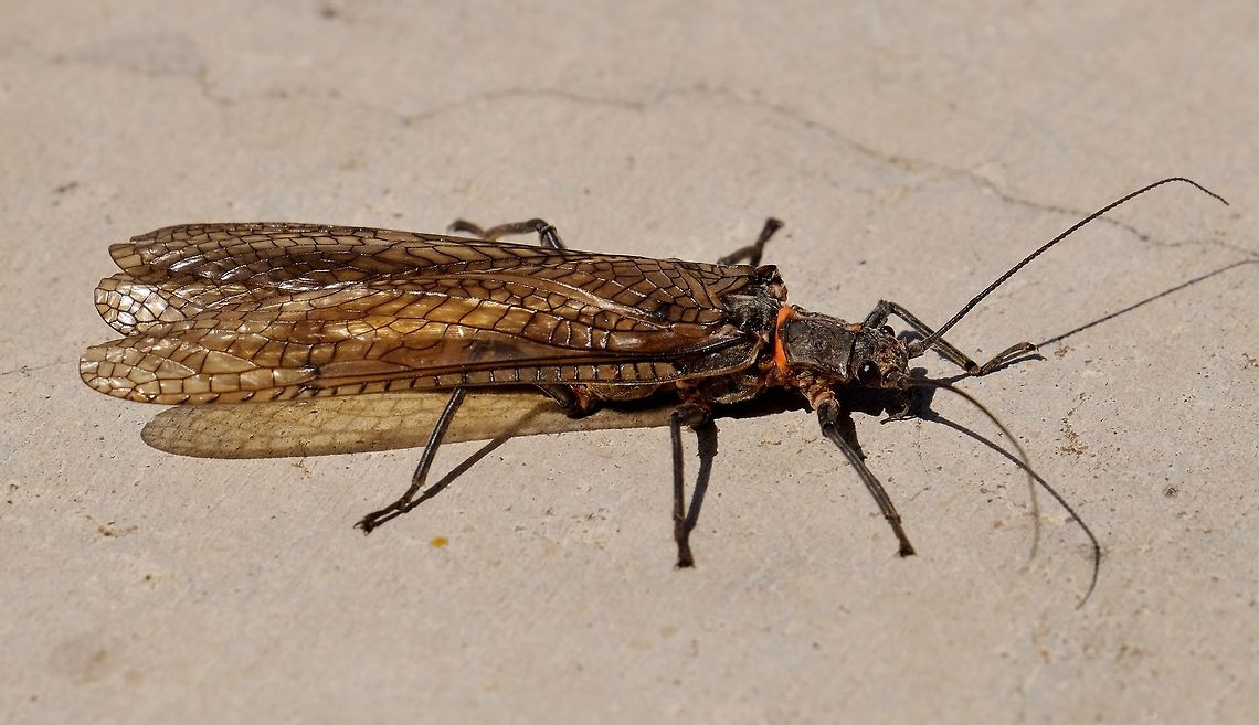 Plecoptera,Giant Stonefly pteronarcys pictetii Geotagged,Pteronarcys pictetii,Spring,Stonefly,United States,pteronarcys pictetii