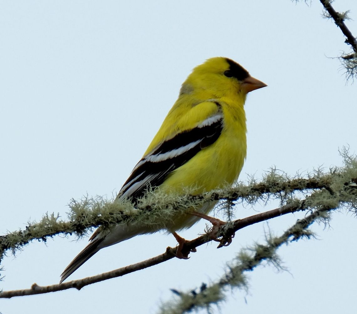 American goldfinch  American Goldfinch,American goldfinch,Carduelis tristis,Geotagged,Spinus tristis,Spring,United States,finch