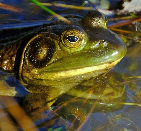 American Bullfrog  American Bullfrog,Frof,Geotagged,Lithobates catesbeianus,Spring,United States