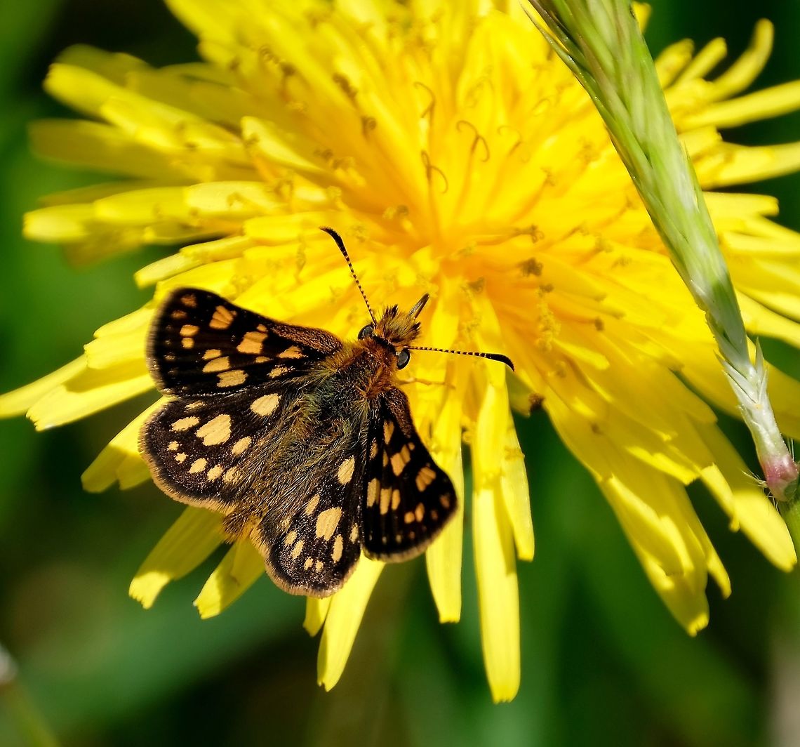 Chequered Skipper  Carterocephalus palaemon,Chequered skipper,Geotagged,Spring,United States,butterflies