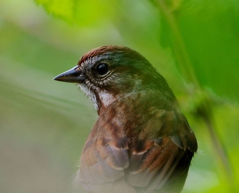 Song Sparrow  Geotagged,Melospiza melodia,Song Sparrow,Spring,United States,songbird
