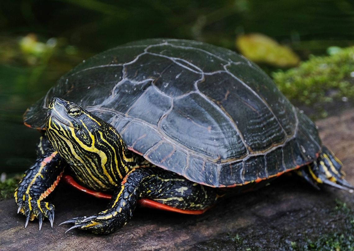 Painted Turtle  Chrysemys picta,Geotagged,Painted turtle,Reptilia,Spring,United States