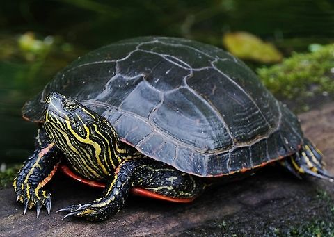 Painted Turtle  Chrysemys picta,Geotagged,Painted turtle,Reptilia,Spring,United States