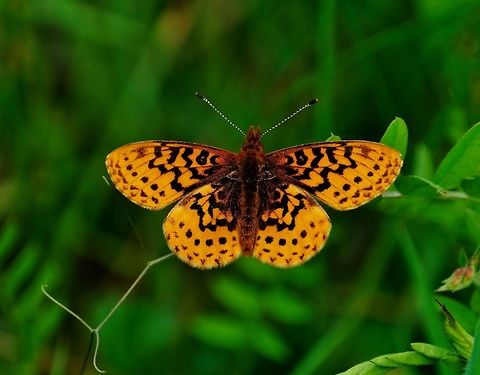 Pacific Fritillary  Boloria epithore,Butterfly,Geotagged,Pacific Fritillary,Spring,United States