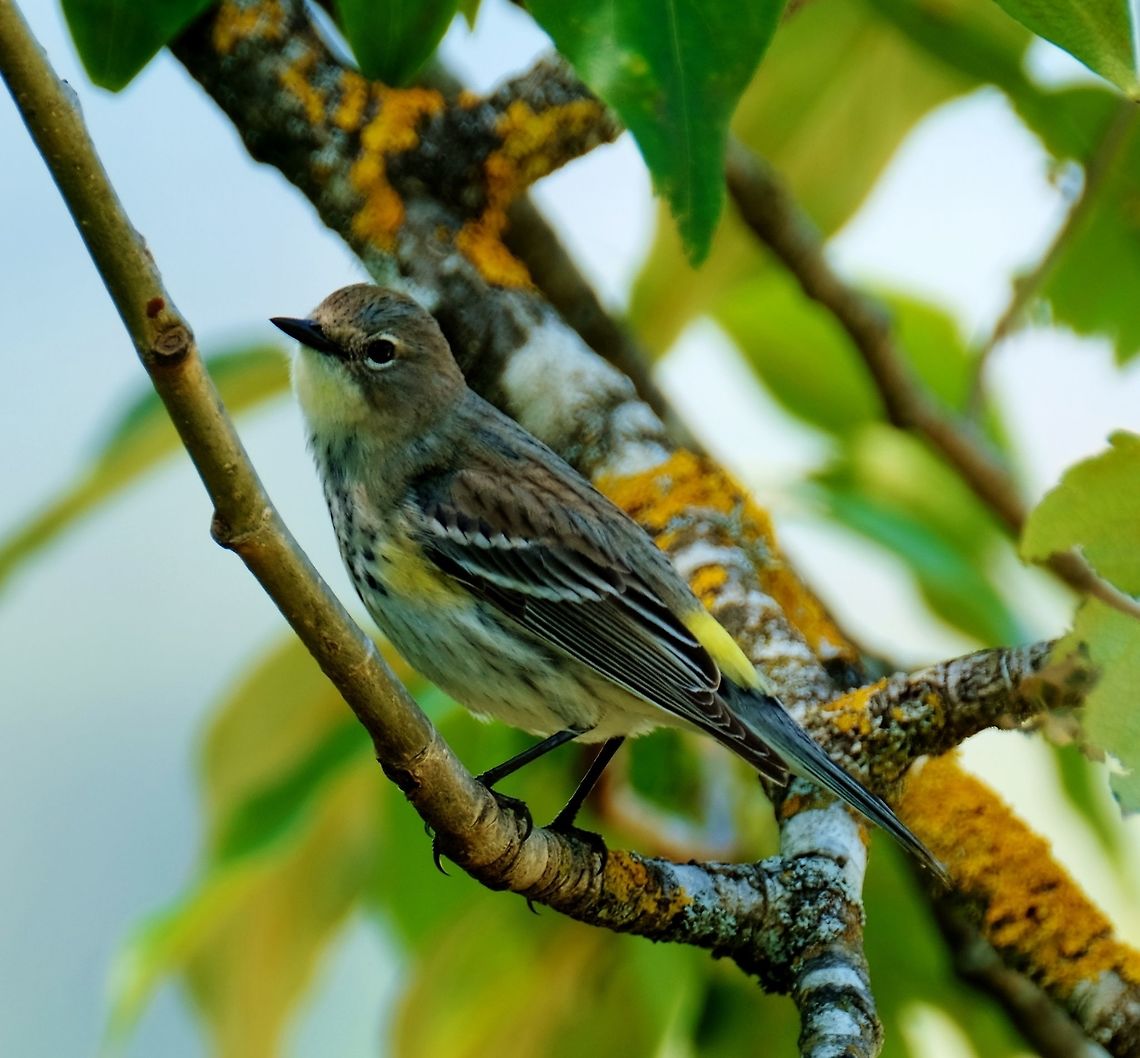 Yellow-rumped Warbler Female Geotagged,Setophaga coronata,Spring,United States,Yellow-rumped warbler,songbird