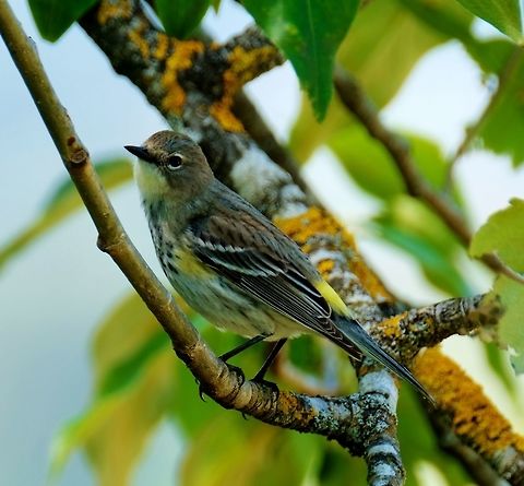 Yellow-rumped Warbler Female Geotagged,Setophaga coronata,Spring,United States,Yellow-rumped warbler,songbird