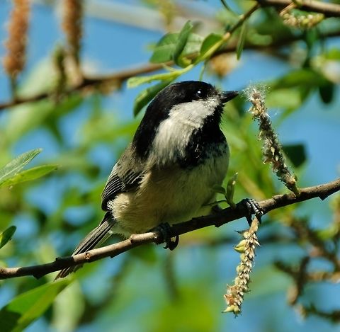 Black-capped Chickadee  Bird,Black-capped chickadee,Geotagged,Poecile atricapillus,Spring,United States