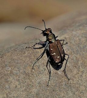 Tiger Beetle  Cicindela oregona,Geotagged,Spring,United States,beetle