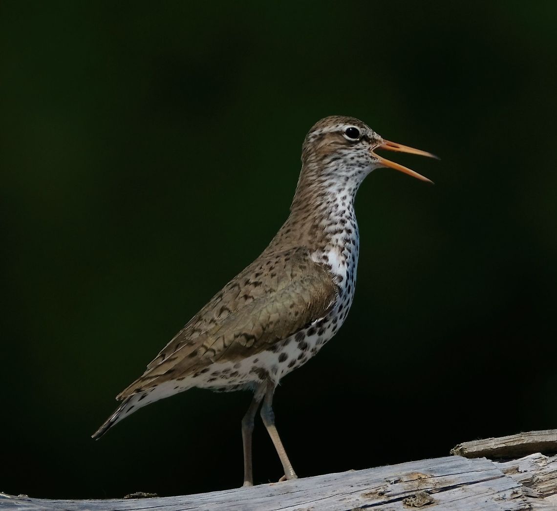 Spotted Sandpiper  Actitis macularius,Birds,Geotagged,Spotted sandpiper,Spring,United States