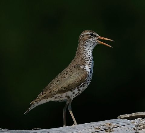 Spotted Sandpiper  Actitis macularius,Birds,Geotagged,Spotted sandpiper,Spring,United States