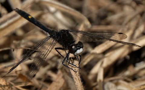 Dot tailed Whiteface  Dragonfly,Geotagged,Leucorrhinia intacta,Spring,United States,dot tailed whiteface