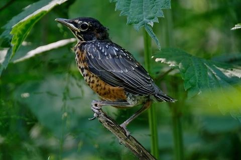 American Robin Juvenile American Robin,Birds,Geotagged,Spring,Turdus migratorius,United States