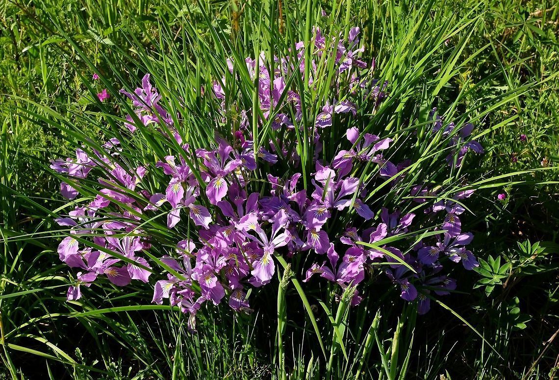 Oregon Iris  Geotagged,Iris tenax,Spring,United States,Wildflowers of Oregon.,iris tenax