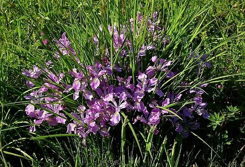 Oregon Iris  Geotagged,Iris tenax,Spring,United States,Wildflowers of Oregon.,iris tenax