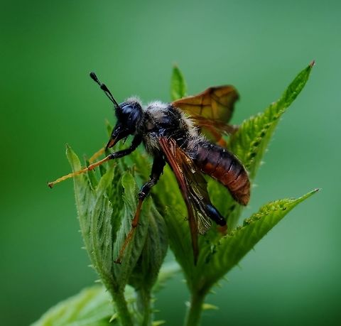 Giant Birch Sawfly  Geotagged,Spring,Trichiosoma triangulum,United States,giant birch sawfly