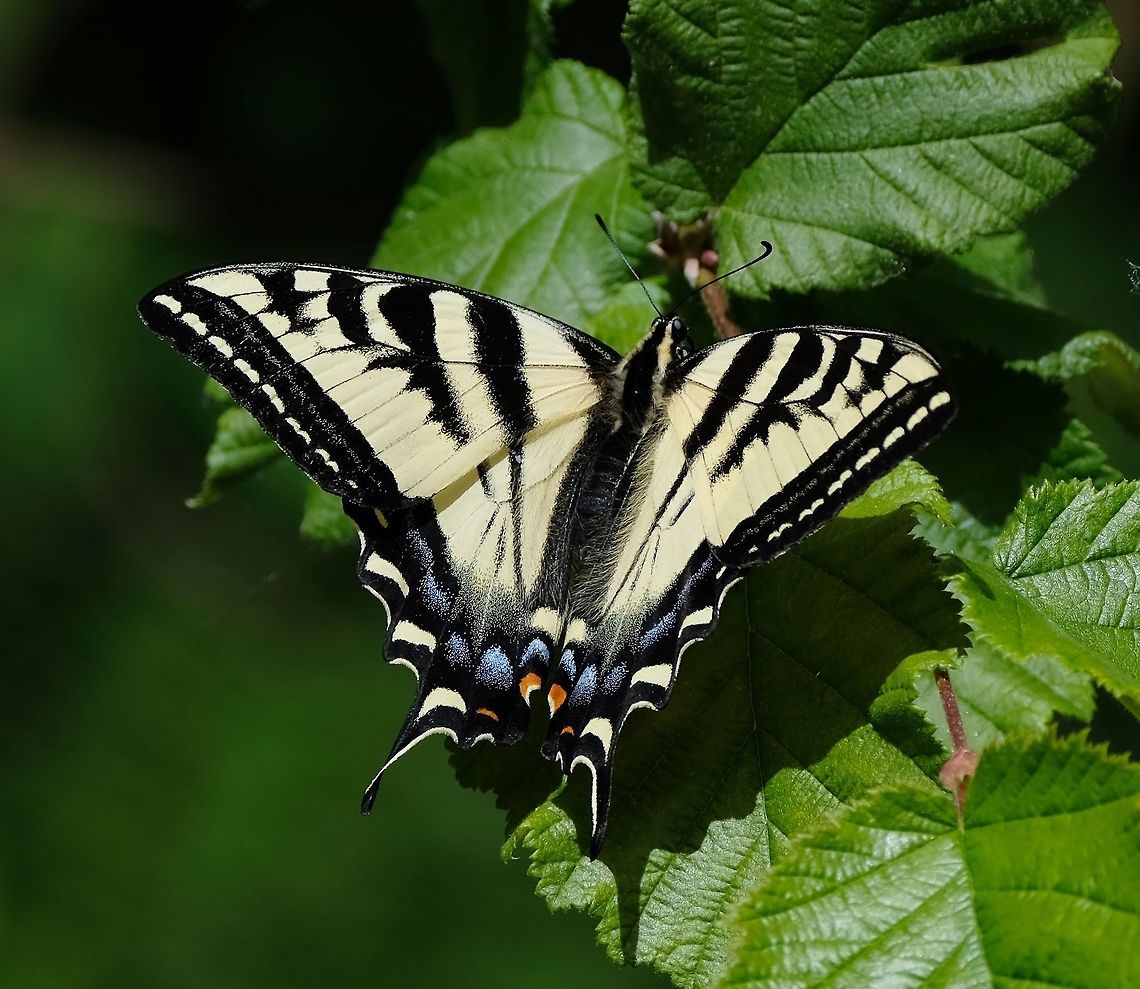 Pale Swallowtail  Geotagged,Pale Swallowtail,Papilio eurymedon,Spring,Swallowtail butterfly,United States