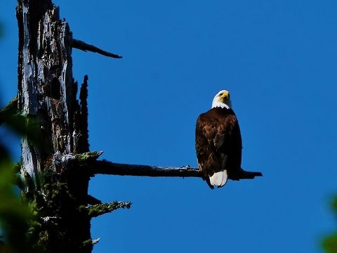 Bald Eagle  Bald Eagle,Bird of prey,Geotagged,Haliaeetus leucocephalus,Spring,United States