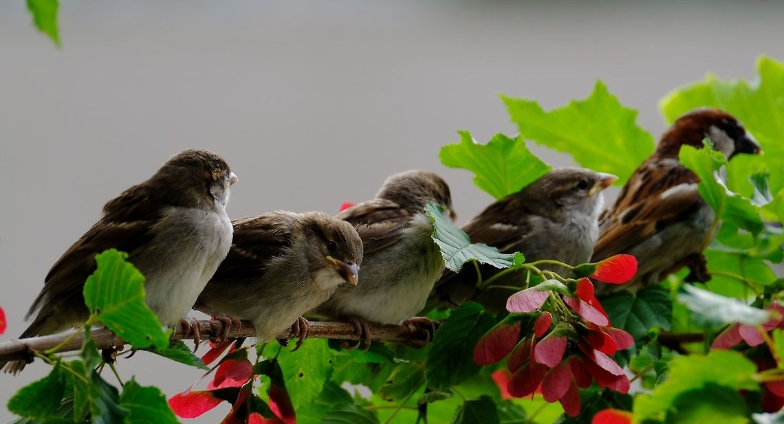 Hay Dad....Happy Father's Day English House Sparrow Geotagged,House sparrow,Passer domesticus,Spring,United States,songbird