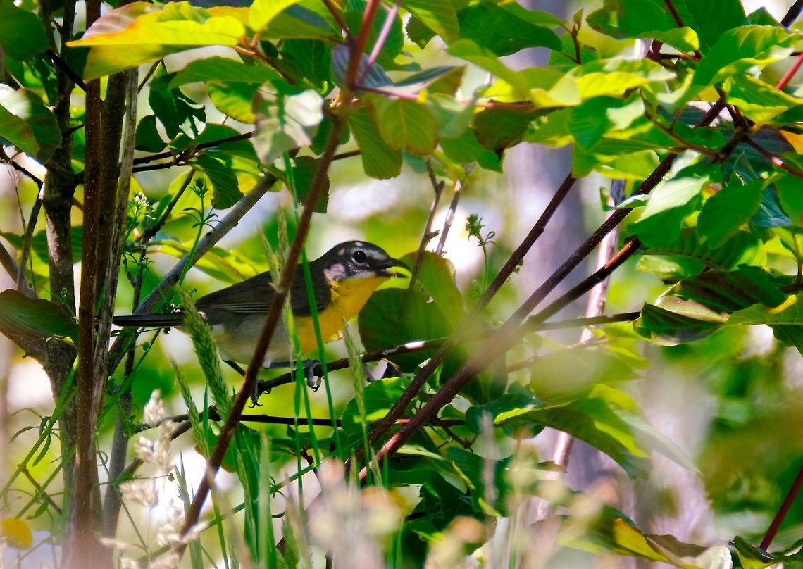 Yellow Breasted Chat  Geotagged,Icteria virens,Spring,United States,Worbler,Yellow-breasted chat