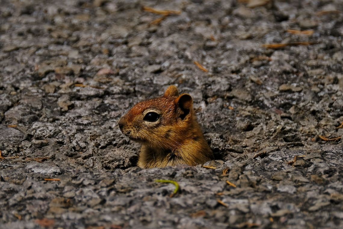 Golden-mantled Ground Squirrel Copperhead Callospermophilus lateralis,Geotagged,Golden-mantled ground squirrel,Spring,Squirrel,United States