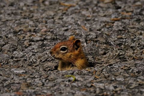 Golden-mantled Ground Squirrel Copperhead Callospermophilus lateralis,Geotagged,Golden-mantled ground squirrel,Spring,Squirrel,United States